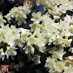 Rhododendron 'Palestrina' -Perfect Greenery T66426 RHOD 2
