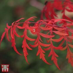 Rhus Glabra 'Laciniata' -Perfect Greenery T66428 RHUS 2