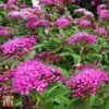 Spiraea Japonica 'Double Play Artist' -Perfect Greenery T66462 SPIR 1