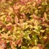 Spiraea Japonica 'Golden Princess' -Perfect Greenery T66465 SPIR 1