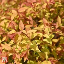 Spiraea Japonica 'Golden Princess'