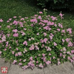 Spiraea Japonica 'Little Princess' -Perfect Greenery T66466 SPIR 1
