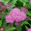 Spiraea 'Superstar' -Perfect Greenery T66470 SPIR 1