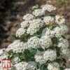 Spiraea Nipponica 'Snowmound' -Perfect Greenery T66471 SPIR 1
