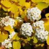 Spiraea X Vanhouttei 'Gold Fountain' -Perfect Greenery T66475 SPIR 1