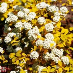 Spiraea X Vanhouttei 'Gold Fountain' -Perfect Greenery T66475 SPIR 2