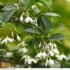 Styrax Japonicus -Perfect Greenery T66478 STYR 1