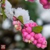 Symphoricarpos 'Magical Candy' -Perfect Greenery T66483 SYMP 1