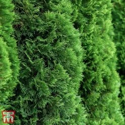 Thuja Occidentalis 'Brobeck's Tower'