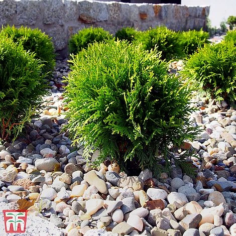 Thuja Occidentalis 'Danica' 3 Thuja Occidentalis 'Danica'