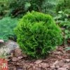 Thuja Occidentalis 'Danica Aurea' -Perfect Greenery T66495 THUJ 1