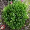 Thuja Occidentalis 'Miky' -Perfect Greenery T66497 THUJ 1