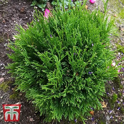 Thuja Occidentalis 'Miky' 3 Thuja Occidentalis 'Miky'