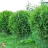 Thuja Occidentalis 'Mr Bowling Ball' -Perfect Greenery T66498 THUJ 11