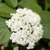 Viburnum Lantana 'Mohican' 2 Viburnum Lantana 'Mohican' -Perfect Greenery T66508 VIBU 1