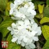 Viburnum Plicatum F. Tomentosum 'Shasta' -Perfect Greenery T66511 VIBU 1