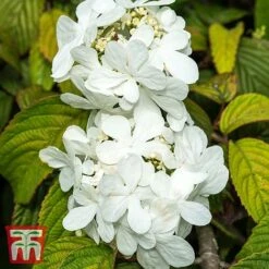 Viburnum Plicatum F. Tomentosum 'Shasta'
