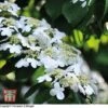 Viburnum Plicatum 'Watanabe' -Perfect Greenery T66513 VIBU 1