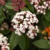 Viburnum Tinus 'Spirit' -Perfect Greenery T66516 VIBU 1