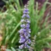 Vitex Agnus-castus F. Latifolia -Perfect Greenery T66520 VITE 1