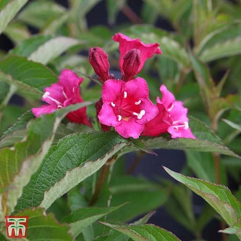 Weigela 'Bristol Ruby' 4 Weigela 'Bristol Ruby' - Image 2