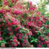 Weigela 'Bristol Ruby' -Perfect Greenery T66524 WEIG 2