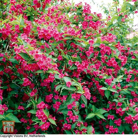 Weigela 'Bristol Ruby' 3 Weigela 'Bristol Ruby'