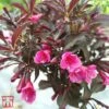 Weigela Florida 'Alexandra' -Perfect Greenery T66525 WEIG 1