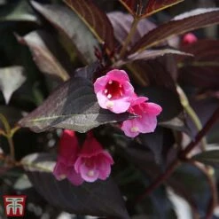 Weigela Florida 'Alexandra' -Perfect Greenery T66525 WEIG 2