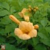 Campsis Radicans F. Flava 2 Campsis Radicans F. Flava -Perfect Greenery T67884 CAMP 1