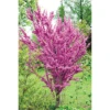 Cercis Chinensis 'Avondale' 2 Cercis Chinensis 'Avondale' -Perfect Greenery T67896 CERC 1