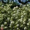 Fothergilla X Intermedia 'Blue Shadow' -Perfect Greenery T67931 FOTH 1
