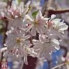 Prunus X Subhirtella 'Autumnalis Rosea' -Perfect Greenery T68174 PRUN 1