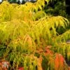 Rhus Typhina 'Tiger Eyes' 1 Rhus Typhina 'Tiger Eyes' -Perfect Greenery T68178 RHUS 1