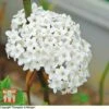 Viburnum Burkwoodii -Perfect Greenery T68195 VIBU 1