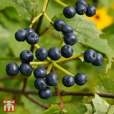 Viburnum Dentatum 'Blue Muffin Christom' 3 Viburnum Dentatum 'Blue Muffin Christom'