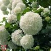 Viburnum Macrocephalum 'Happy Fortuna' 2 Viburnum Macrocephalum 'Happy Fortuna' -Perfect Greenery T68203 VIBU 1