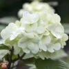 Viburnum Plicatum F. Plicatum 'Grandiflorum' -Perfect Greenery T68205 VIBU 1