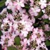 Viburnum Plicatum F. Tomentosum 'Molly Schroeder' -Perfect Greenery T68215 VIBU 1