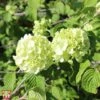 Viburnum Plicatum F. Plicatum 'Popcorn' -Perfect Greenery T68217 VIBU 1