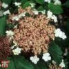 Viburnum Sargentii 'Onondaga' -Perfect Greenery T68221 VIBU 1