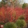 Cornus Alba 'Baton Rouge' -Perfect Greenery T68300 CORN 1