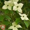 Cornus Kousa Var. Chinensis 'China Girl' -Perfect Greenery T68310 CORN 1