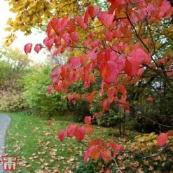 Cornus Kousa Var. Chinensis 'China Girl' -Perfect Greenery T68310 CORN 2