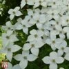 Cornus Kousa 'Schmetterling' -Perfect Greenery T68312 CORN 1