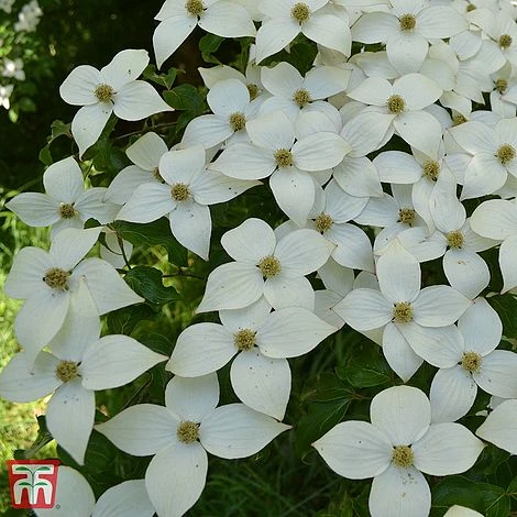 Cornus Kousa 'Schmetterling' 3 Cornus Kousa 'Schmetterling'