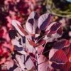 Cotinus 'Grace' -Perfect Greenery T68330 COTI 1