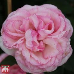 Rose 'Eden Rose 88' -Perfect Greenery T68469 ROSE 1