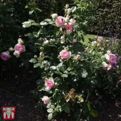Rose 'Eden Rose 88' -Perfect Greenery T68469 ROSE 2