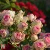 Rose 'Eden Rose 88' -Perfect Greenery T68469 ROSE 3